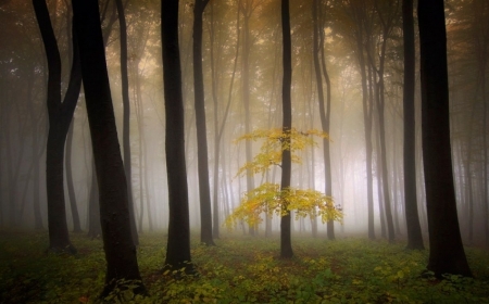 Forest - Forest, landscape, trees, nature