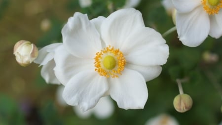 Anemone hupehensis - Japanese anemone, Anemone hupehensis, Anemone, Flowers, Anemone hupehensis var japonica, White, 3840x2160, Shumeigiku, 4K, Flower