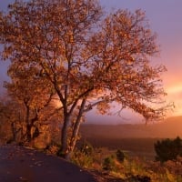 Autumn Trees and Foliage at Sunset