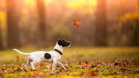 Catching Leaves - autumn, jack russell terrier, puppy, trees, park, leaf, fall, maple, dog, leaves, grass, terrier