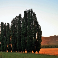 Poplar Trees at Sundown