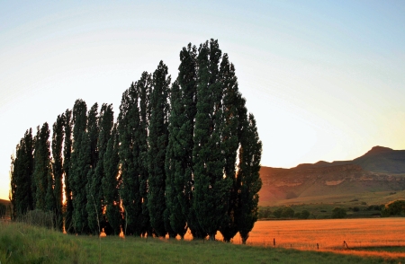 Poplar Trees at Sundown - Trees, Autumn, Nature, Sunsets