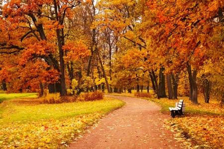 Autumn rest - autumn, trees, park, bench, foliage, fall, forest, rest, golden