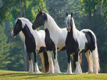 Trio in black and white - black, white, horses, three