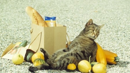 Grocery Shopping - funny, animals, humour, cats