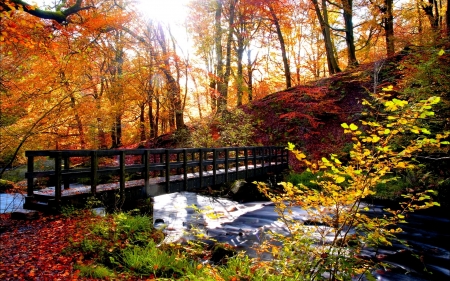 Autumn Bridge - stream, autumn, bridge, trees