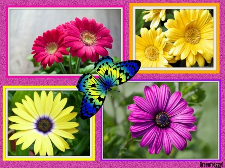 DAISIES AND GERBERAS - flowers, pretty, daisies, gerbera