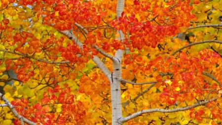 color splash - orange, tree, autumn, gold