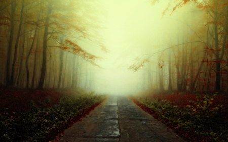 Foggy day - forest, nature, fog, park