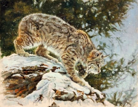 'The stalker'..... - nature, animals, lynx, cats