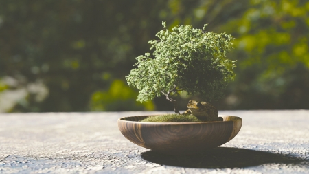 Bonsai - nature, japan, green, tree, bonsai