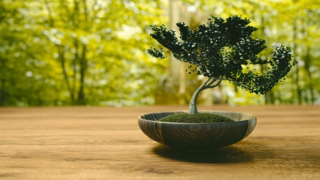 Bonsai - nature, japan, green, tree, bonsai