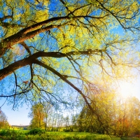 Sunbeams through Autumn Trees