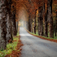 Road through the Trees in Fall