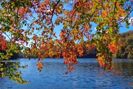 Autumn Lake - branches, autumn, fall, lake, trees, water, leaves