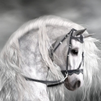 Stallion in white