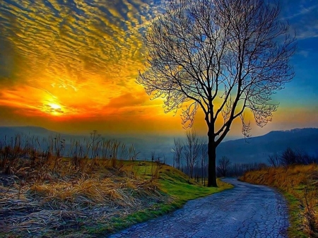 Ending to the day - tree, sunset, evening, road