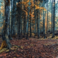 Enchanting Trees in Autumn Forest