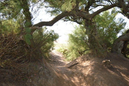 Opening to the Beach. - Trees, Seascape, Sea, Beach