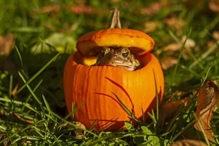 Frog in a Pumpkin