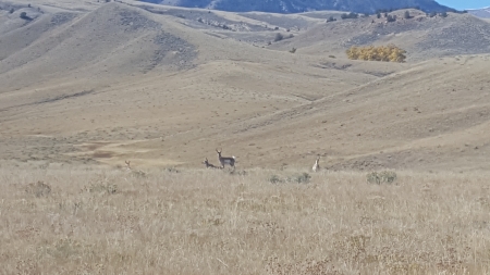 Pronghorns near Cody, Wyoming - Mountains, Grasslands, Big Game, Pronghorns, Open Range, Hunting