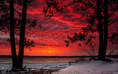 Snowy Sunset - snow, trees, sunset, nature