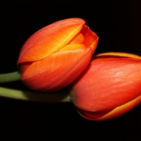 Red Tulips