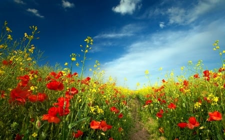 Pretty Papavers - Papaver, Flower, Nature, Meadow