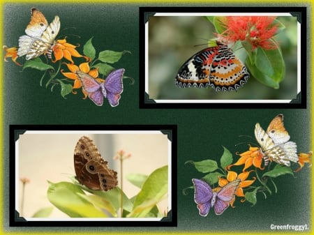 FRAMED BUTTERFLIES#3 - image, pretty, butterflies, framed