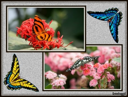 FRAMED BUTTERFLIES#1 - IMAGE, BUTTERFLIES, FRAMED, PRETTY