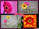 GERBERA'S