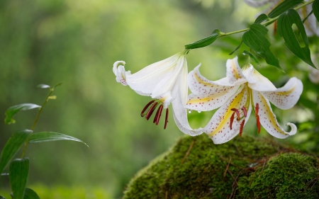 Lilies - blossoms, petals, plant, garden