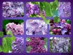 NINE LILAC COLLAGE