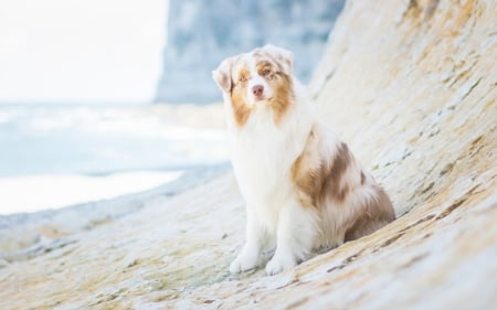 Relaxing On The Beach - cute, dogs, border collie, animals