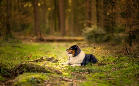 Waiting For Master - dogs, cute, animals, border collie