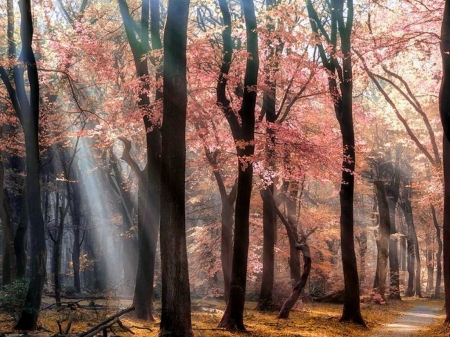 Rays - trees, forest, rays, autumn