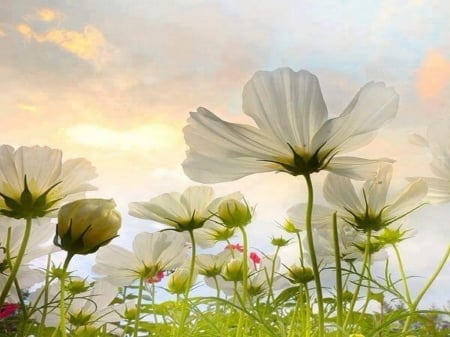 Meadow - white, sky, field, flowers