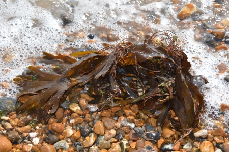 Fluttering Seaweed. - beach, froth, weed, sea