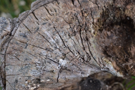 The Old TreeStump - shapes, tree, fauna, flora