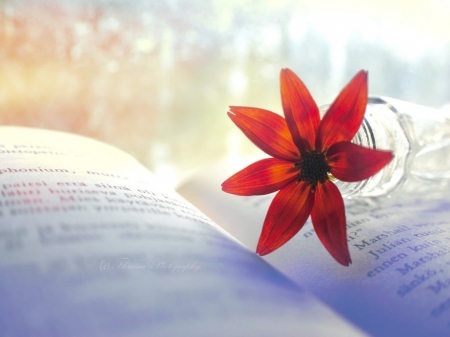 Autumn Story - words, flower, book, jar