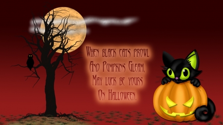 Black Cats Pumpkins - Moon, Black, Tree, Halloween Night, Black Cat, Orange, Halloween, pumpkin