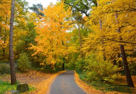 Autumn in Yellow - nature, autumn, yellow, trees, leaves