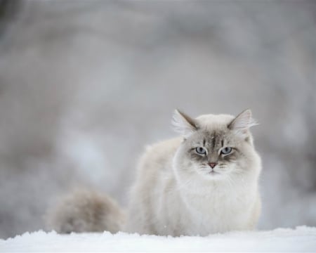 Cute Cat - cat, white, animal, snow