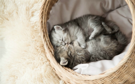 Kittens - animal, cute, cat, kittens, basket