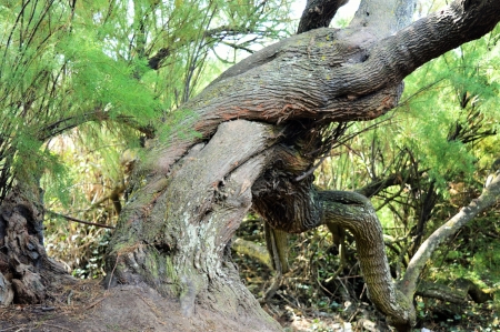 The Old Knotted Tee. - nature, knotty, tree, wild