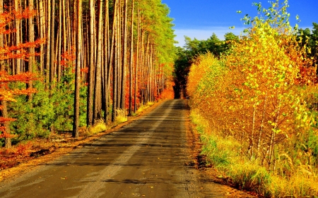 The Magic Of Autumn - trees, nature, autumn, road, colors, forest