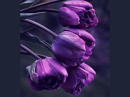 Purple - four, flowers, tulips, purple