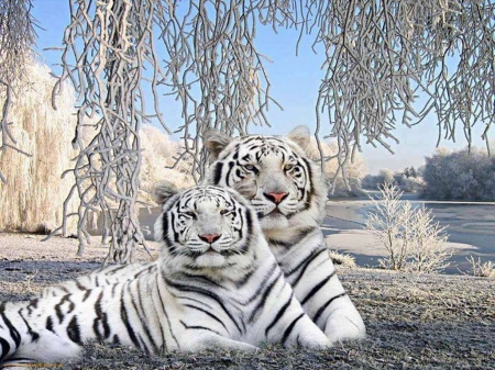 Winter stripes - black, white, pair, tigers