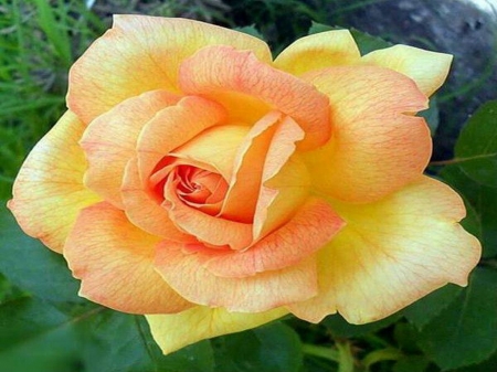 October rose - orange, yellow, rose, flower