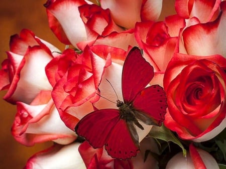 Red - white, butterfly, roses, red